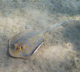 Nordriff - Blaupuntrochen