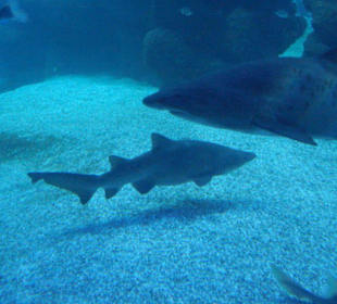 Palma Aquarium