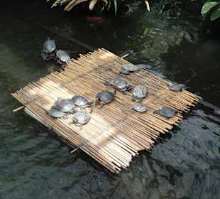 Дом бабочек