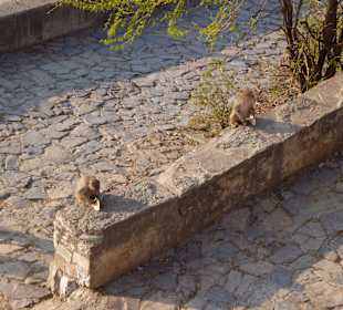 W drodze do świątyni