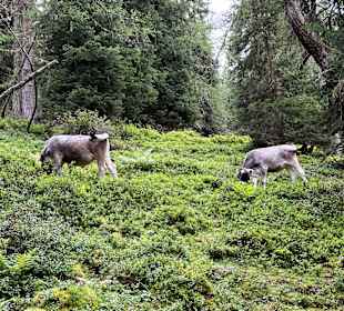 Wandern in Serfaus-Fiss-Ladis 