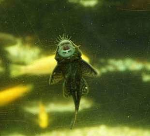 Anlage Planten un Blomen