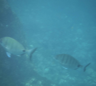 Heute Abend gibt es Fisch (Los Cancajos Strand)