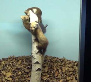 Museum Jagdtier + Vogelkunde