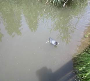 Promenade in Gravedona