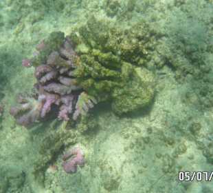 Abgebrochene Koralle