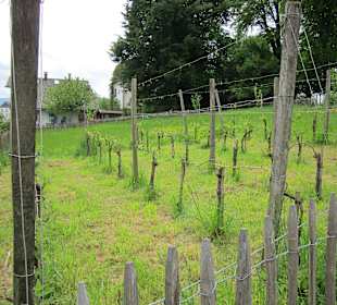 Kleine Rebanlage