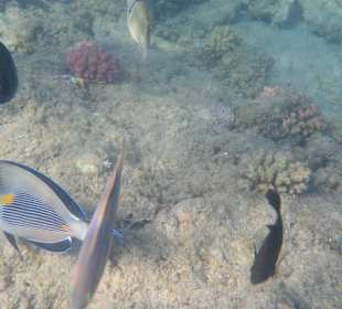 Hotel BEACH Albatros Resort & Spa       