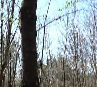 Baumlehrpfad Sontheim