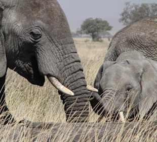 Elefanten in der Serengeti