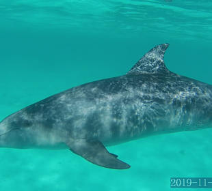 Delfin Tour Hurghada