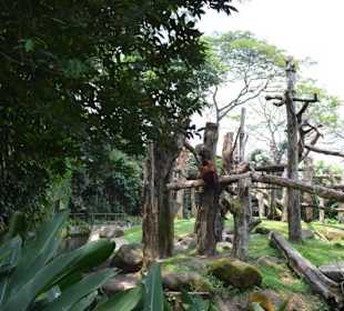 Singapur Zoo