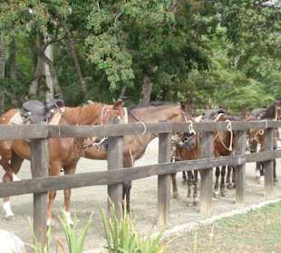 Pferde warten auf die Reiter