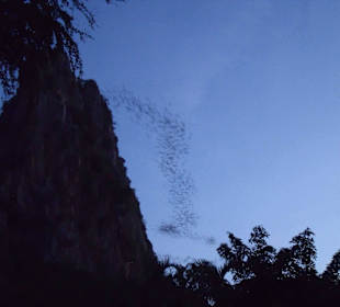 Ausschwärmen der Fledermäuse