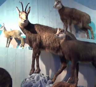 Nationalparkzentrum Haus der Berge