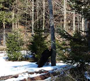 Braunbär