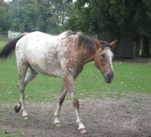 Park przy Pałacu w Nieborowie