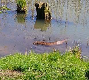 Wildpark Schorfheide