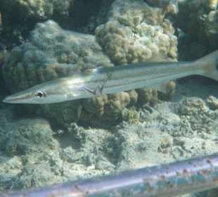 Angeknabberter mittlerer Barakuda vor Wrack
