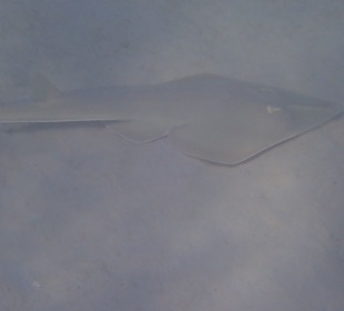 Gitarrenrochen in der Lagune