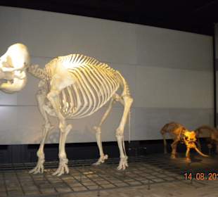 Senckenberg 
