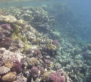 Schnorcheln Makadi Bay