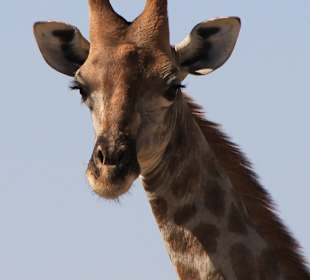 Giraffe