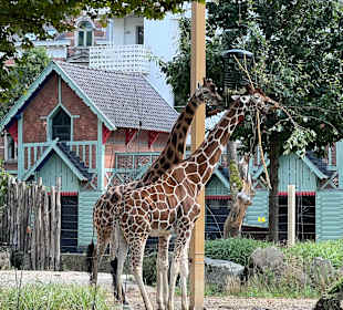 Giraffen