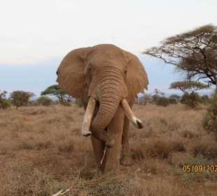 Amboseli, ganz nah am Jeep