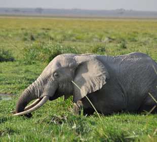 Amboseli National Park 