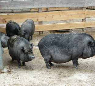 Wir fühlen uns sauwohl