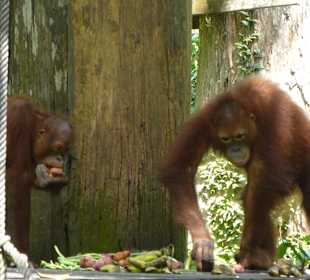 Der Tisch ist reichlich gedeckt