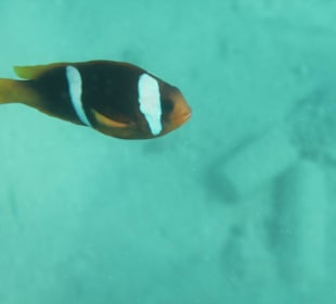 Kann man dort auch sehen