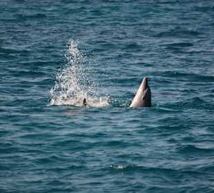 Delphinsafari mit Mo