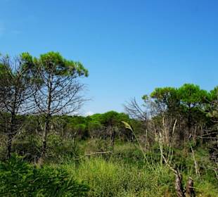 Über die Wipfel entlang