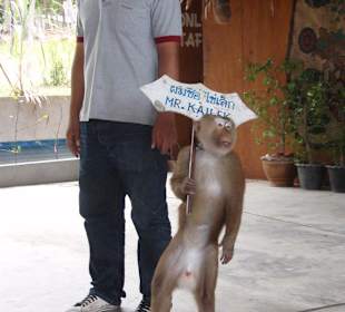 Monkey Theatre