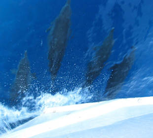 Schwimmen mit Delphinen