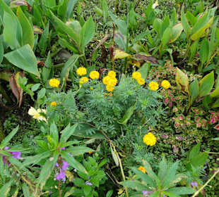 Wildlife Expeditions