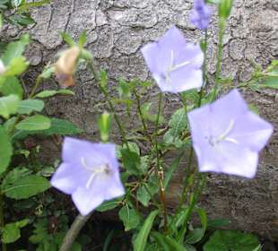 Parcul Natural Apuseni