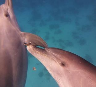 Rotes Meer schwimmen mit Delfinen...