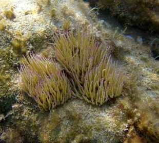 Unterwasserwelt am Amara Beach Resort