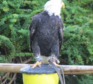 Flugshow Falkenhof Augustusburg