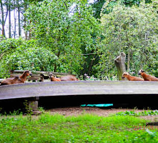 Auf der Kahnfahrt durch den Spreewald