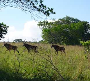 Rappenantilope