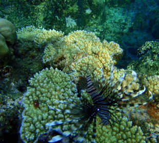 Hausriff Hotel Tulip Resort