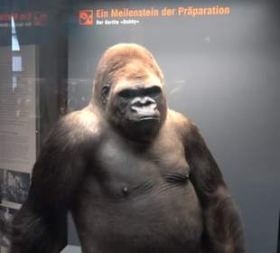 Museum der Naturkunde