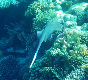 Blaupunktrochen am Hausriff