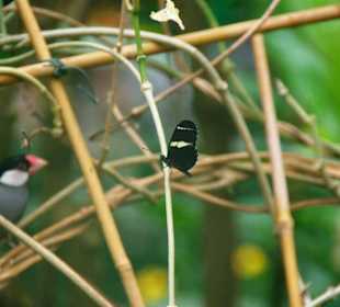 Schmetterlingshaus beide zusammen