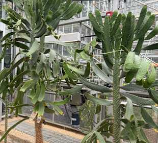 Botanischer Garten in Washington 