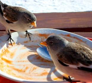 Les-Marmottes-Hütte